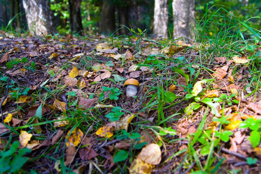 Similar image 13184624