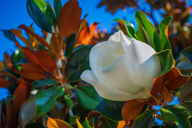 Similar image 13184722