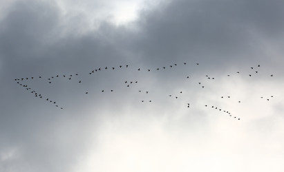 Similar image 13184679