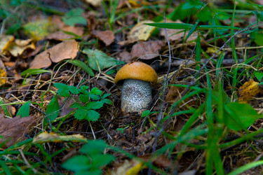 Similar image 13184716