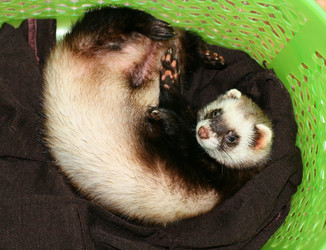 Similar image 13184786