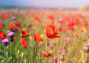 Similar image 13188871