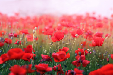 Similar image 13188875