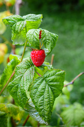 Similar image 13187721