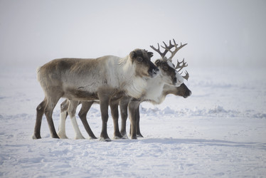 Similar image 13187756