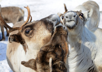 Similar image 13187760