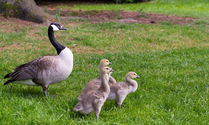 Similar image 13207281