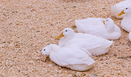 Similar image 13207301