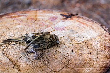 Similar image 13207331