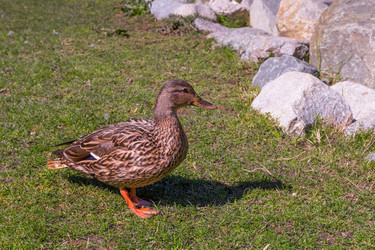 Similar image 13207424