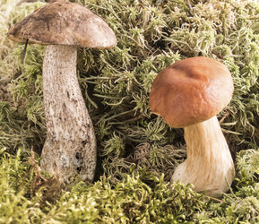 Similar image 13211631