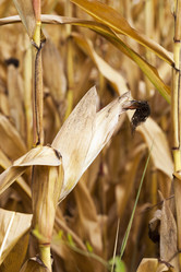 Similar image 13198129