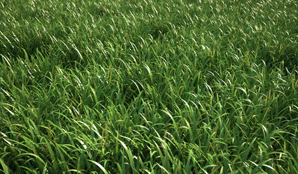 Similar image 13212034