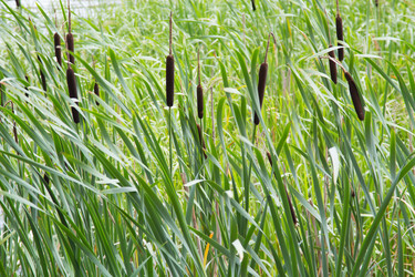 Similar image 13192325