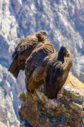 Similar image 13207672