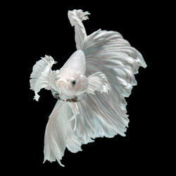 Similar image 13209585