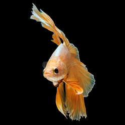 Similar image 13209621