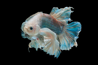 Similar image 13209716