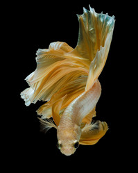 Similar image 13209718