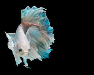 Similar image 13209724