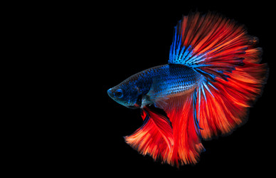 Similar image 13205209