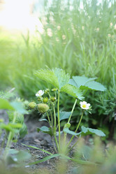 Similar image 13209836