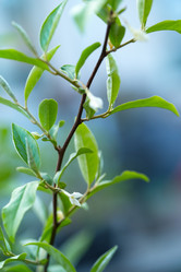 Similar image 13209594