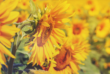 Similar image 13216674