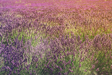 Similar image 13216762