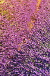 Similar image 13216764