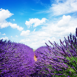 Similar image 13216259