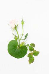 Similar image 13216065