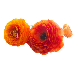 Similar image 13216462