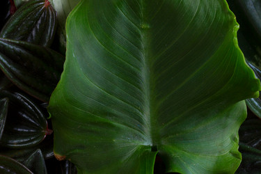 Similar image 13215576