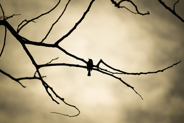 Similar image 13219248