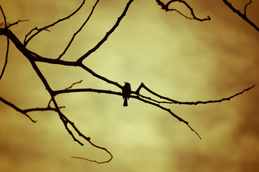 Similar image 13232093