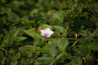 Similar image 13212357