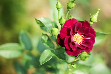 Similar image 13232109