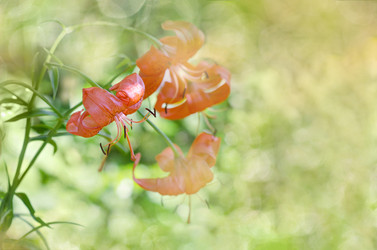 Similar image 13200603