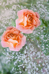 Similar image 13198967