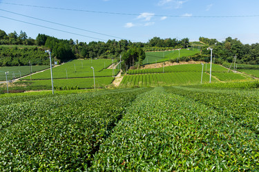 Similar image 13226436