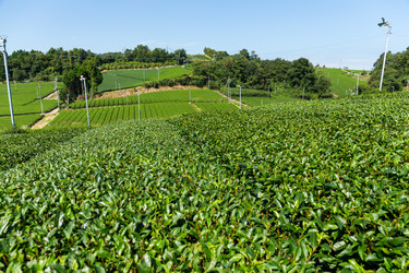 Similar image 13226456