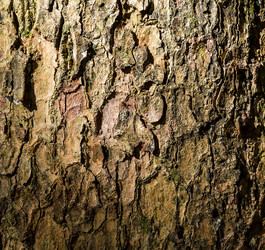 Similar image 13225819