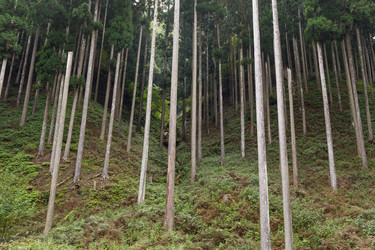 Similar image 13226488