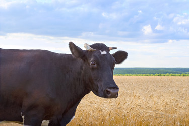 Similar image 13199196