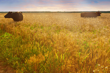 Similar image 13200676