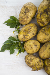 Similar image 13193822