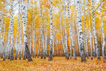 Similar image 13225400