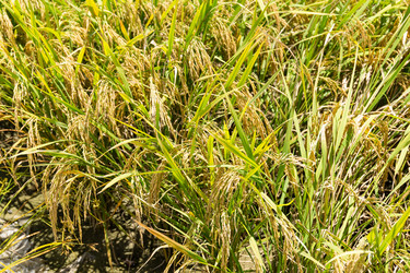 Similar image 13227742