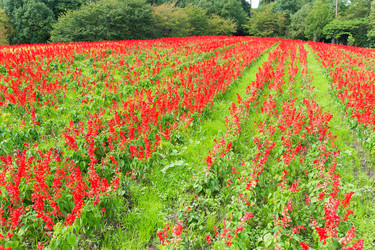 Similar image 13227676